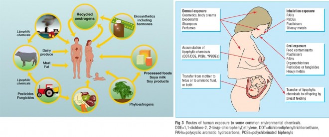 RouteofentryEndocrineDisruptors