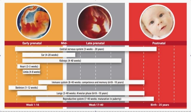 Periodos del desarrollo fetal e infancia más sensibles a la exposición de los EDC's según la OMS.