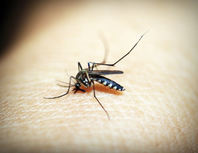 repelentes naturales para bebes y niños